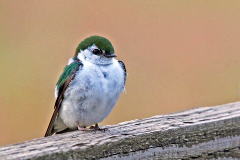 Violet Green Swallow 5enses Magazine